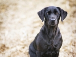 black labrador