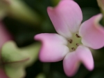 Wedding Flowers